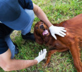 animal rescue lean six sigma
